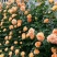 甜梦欧月藤本月季花苗阳台庭院围墙绿植盆栽爬藤花卉四季