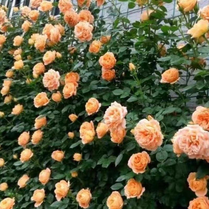 甜梦欧月藤本月季花苗阳台庭院围墙绿植盆栽爬藤花卉四季