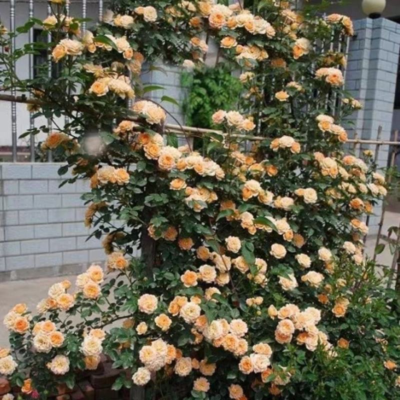 甜梦欧月藤本月季花苗阳台庭院围墙绿植盆栽爬藤花卉四季