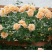 甜梦欧月藤本月季花苗阳台庭院围墙绿植盆栽爬藤花卉四季