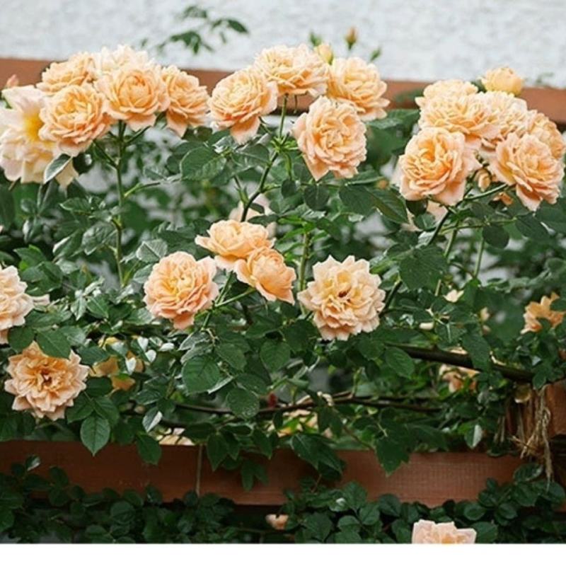 甜梦欧月藤本月季花苗阳台庭院围墙绿植盆栽爬藤花卉四季