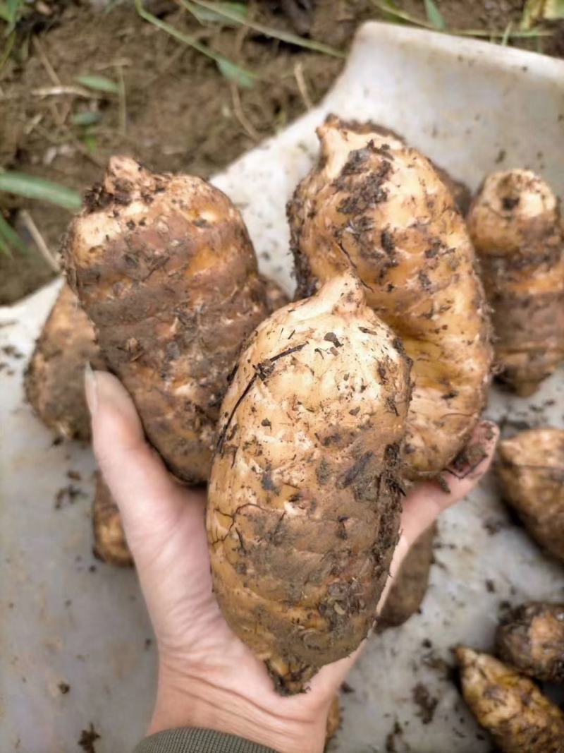 陕西汉中现挖新鲜天麻产地直销批零兼营量大从优欢迎来电咨询
