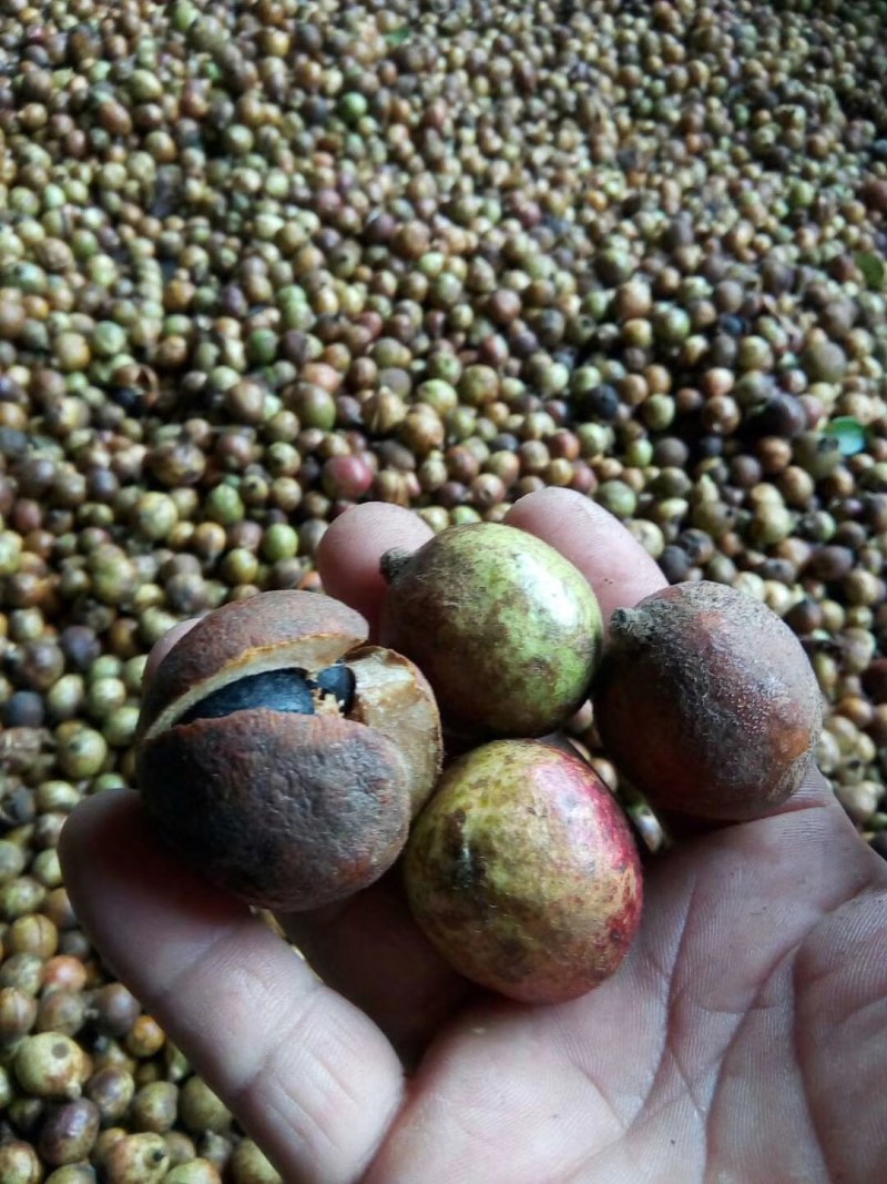 出售杉木苗，以及高山老品种出售杉木苗，以及高山老品种油茶