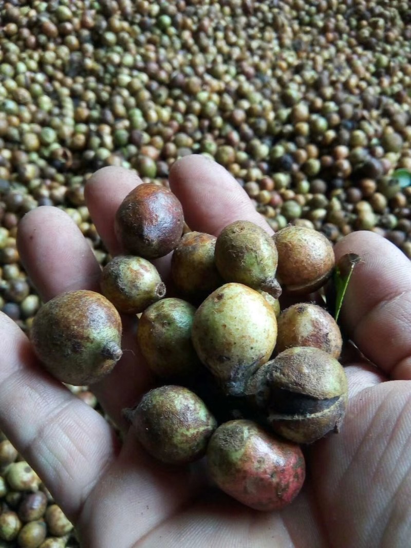 出售杉木苗，以及高山老品种出售杉木苗，以及高山老品种油茶