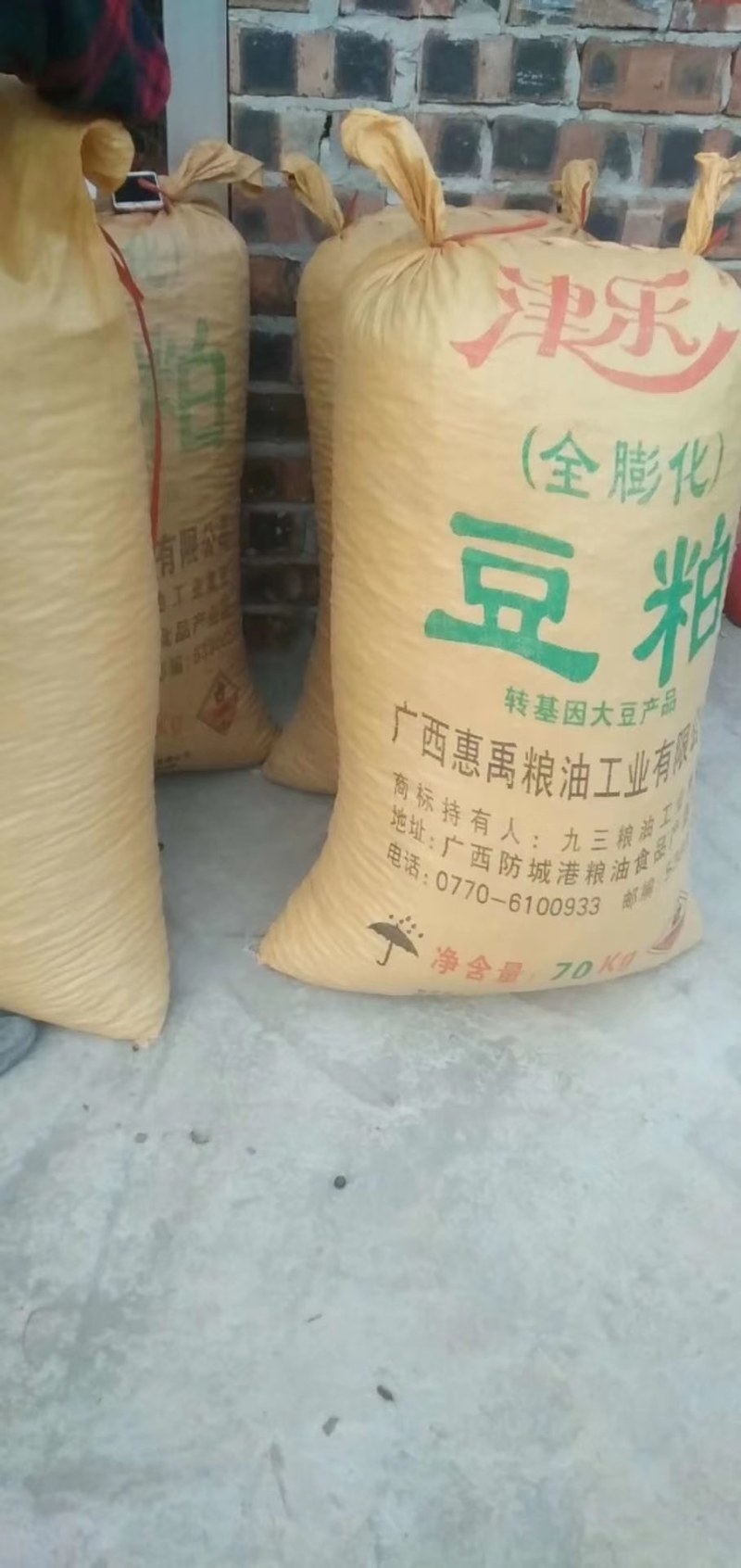 出售杉木苗，以及高山老品种出售杉木苗，以及高山老品种油茶