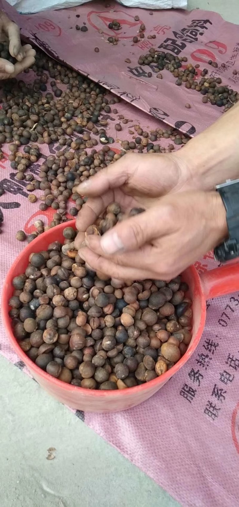 出售杉木苗，以及高山老品种出售杉木苗，以及高山老品种油茶