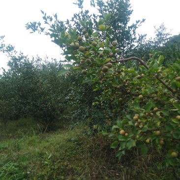出售杉木苗，以及高山老品种出售杉木苗，以及高山老品种油茶