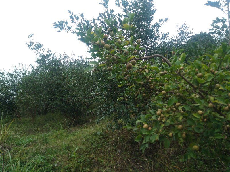 出售杉木苗，以及高山老品种出售杉木苗，以及高山老品种油茶