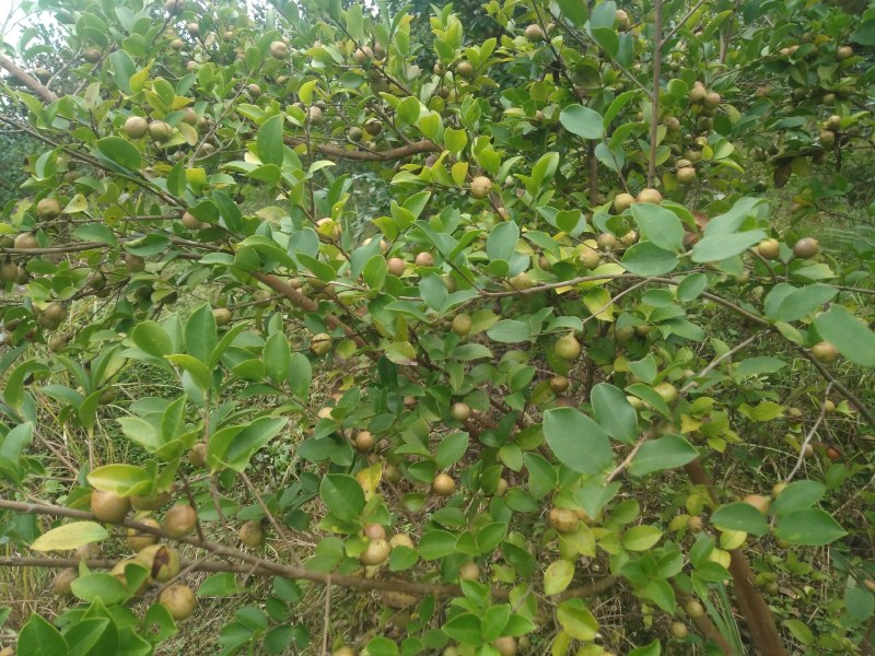 出售杉木苗，以及高山老品种出售杉木苗，以及高山老品种油茶
