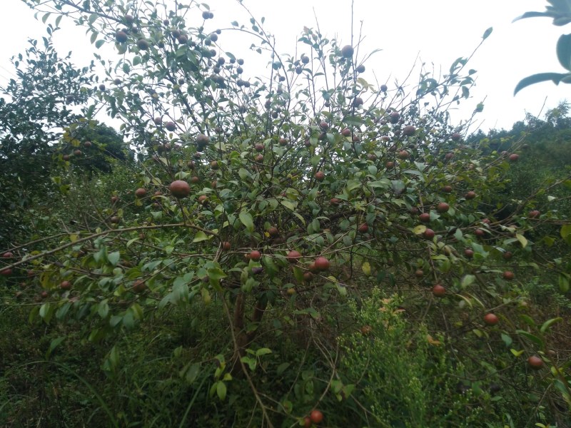 出售杉木苗，以及高山老品种出售杉木苗，以及高山老品种油茶