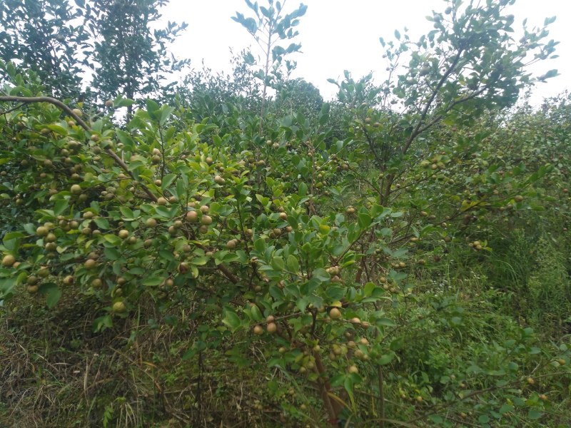 出售杉木苗，以及高山老品种出售杉木苗，以及高山老品种油茶