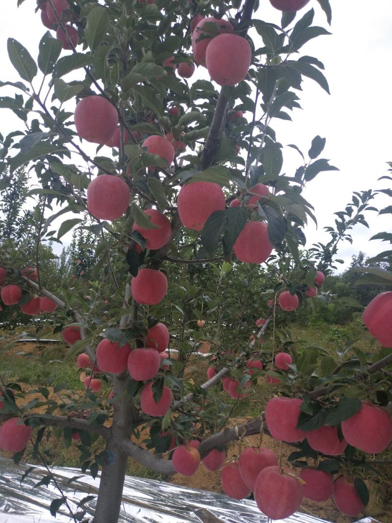 中秋王苹果脆又甜，颜色好。