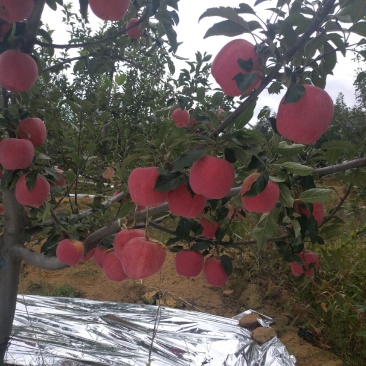 中秋王苹果脆又甜，颜色好。