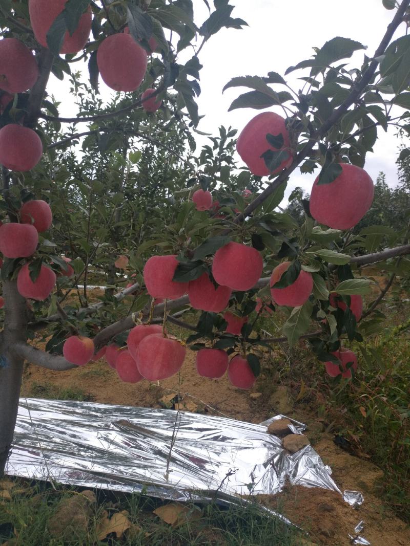 中秋王苹果脆又甜，颜色好。