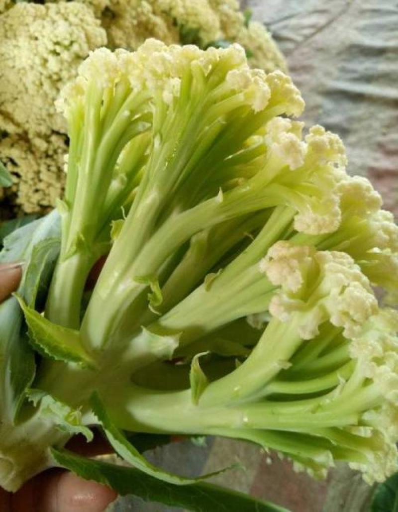 【精品】白面青梗松花菜，散花，1-2斤，乳白