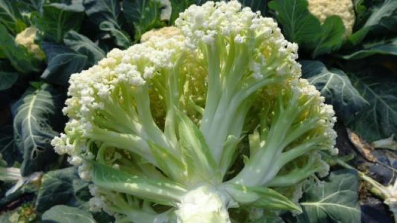 【精品】白面青梗松花菜，散花，1-2斤，乳白