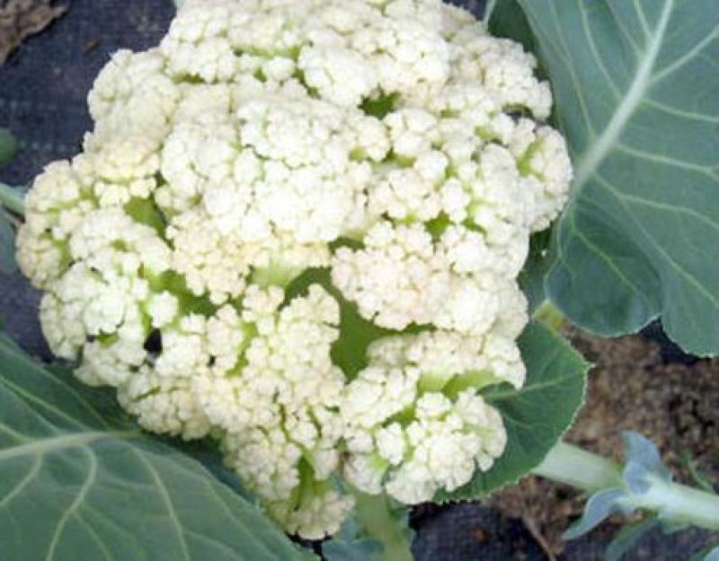 【精品】白面青梗松花菜，散花，1-2斤，乳白