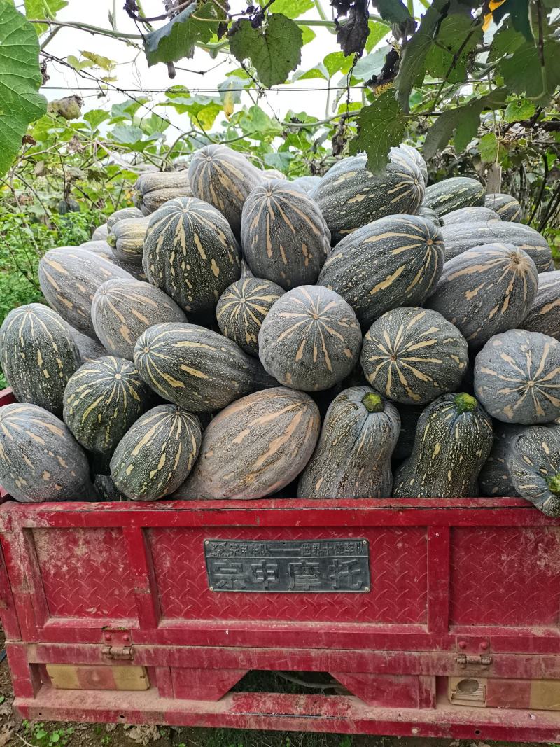 蜜本南瓜，大量上市中！