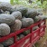 蜜本南瓜，大量上市中！