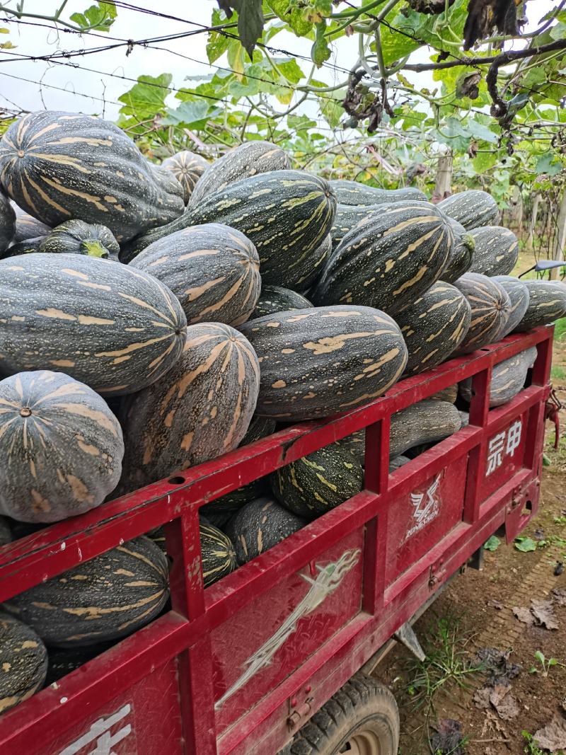 蜜本南瓜，大量上市中！