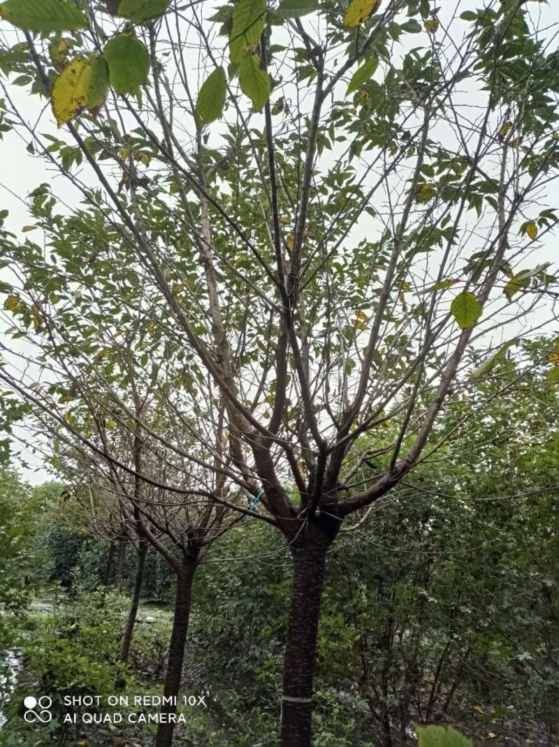 早樱精品早樱长期优质供应四川绿化苗木供应