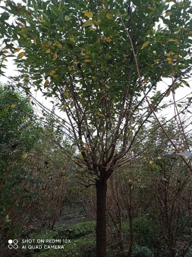 早樱精品早樱长期优质供应四川绿化苗木供应