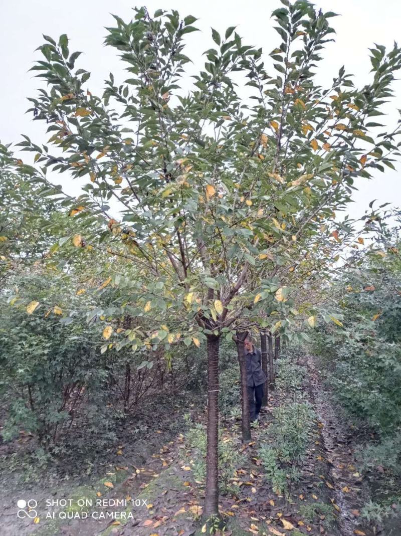 早樱精品早樱长期优质供应四川绿化苗木供应