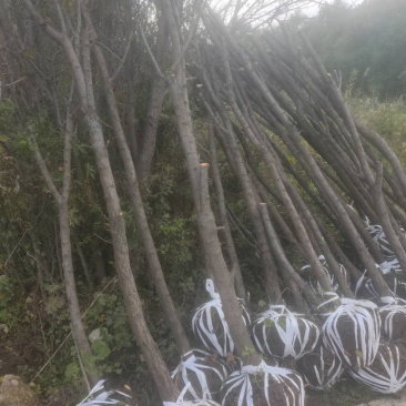 杏树，截杆杏树，30土球，25土球，15土球