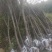 杏树，截杆杏树，30土球，25土球，15土球