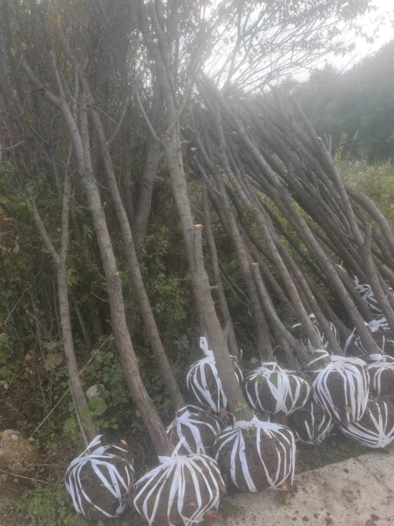 杏树，截杆杏树，30土球，25土球，15土球