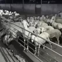 湖羊种羊，小母羊，大母羊，大公羊，有需要的