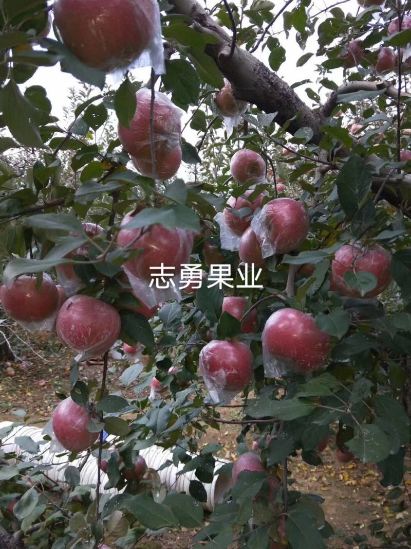 山东红富士苹果万亩果园库存苹果大量现货