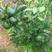 柑桔嫁结苗一091无核沃柑苗，品种纯正、叶片亮丽