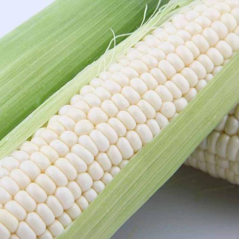 【精品】甜玉米鲜香口感清甜产地直发欢迎选购