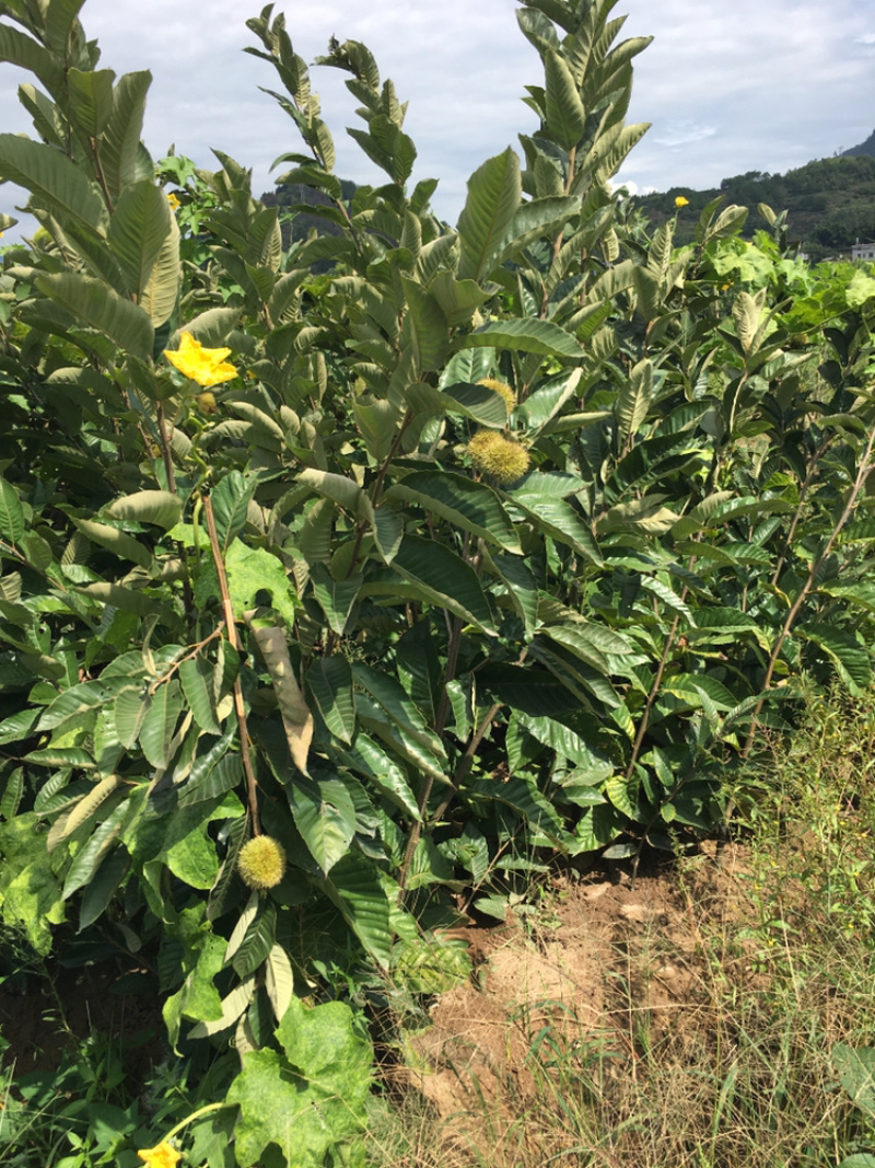 出售板栗苗占地苗根系发达