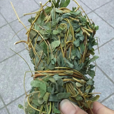 鸡骨草带叶扎把青绿鸡骨草支持线上交易