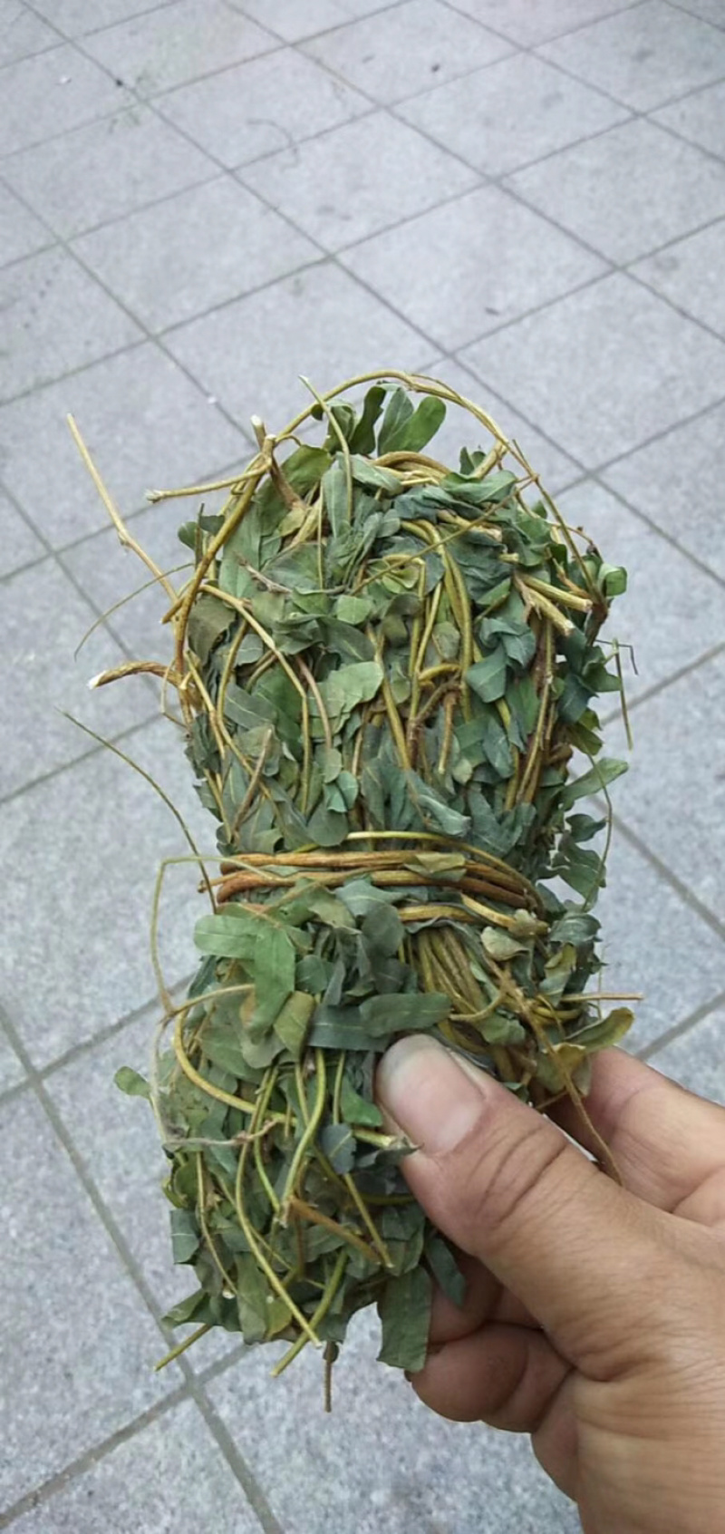 鸡骨草带叶扎把青绿鸡骨草支持线上交易