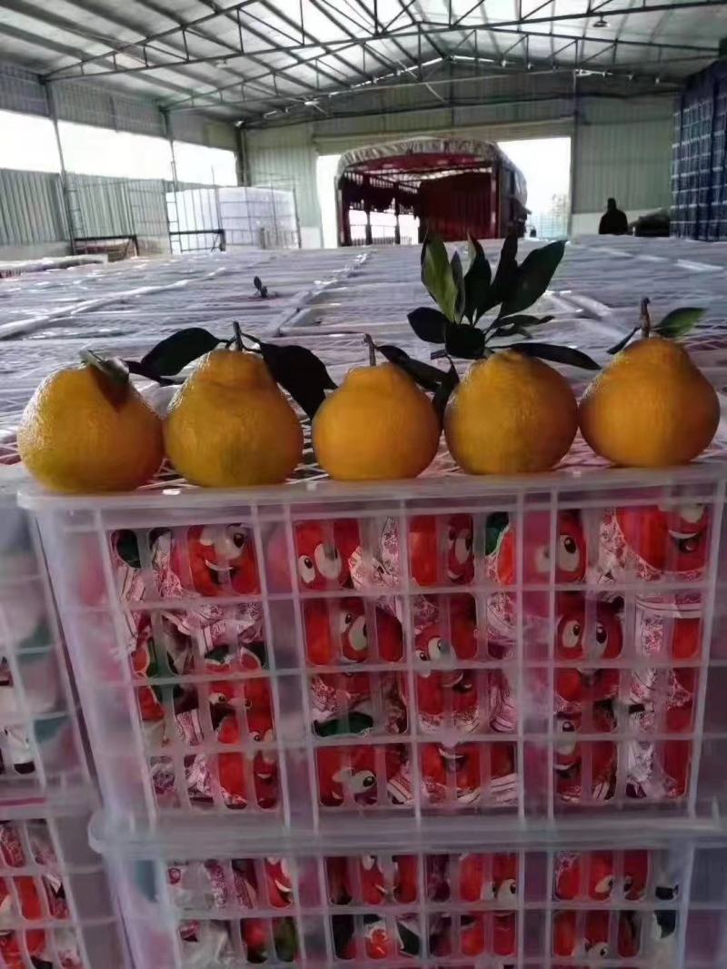 湖北椪柑，产地直销，皮薄汁多！
