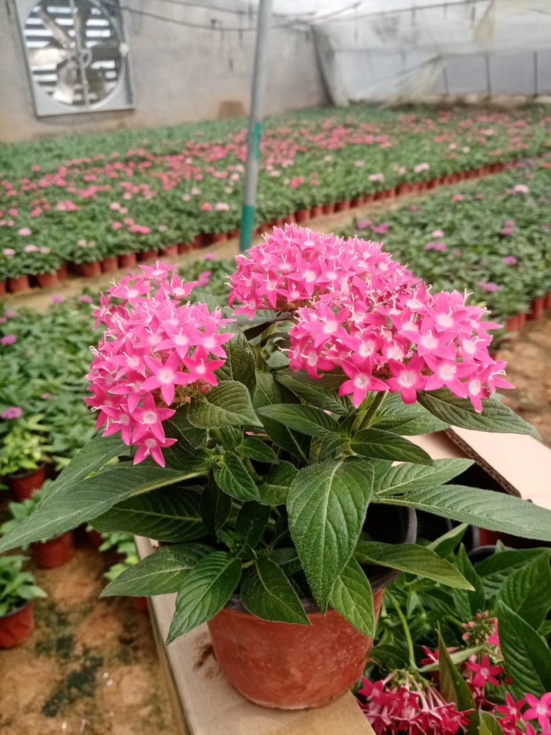 五星花，繁星花，盆栽花卉，山东五星花基地，繁星花基地