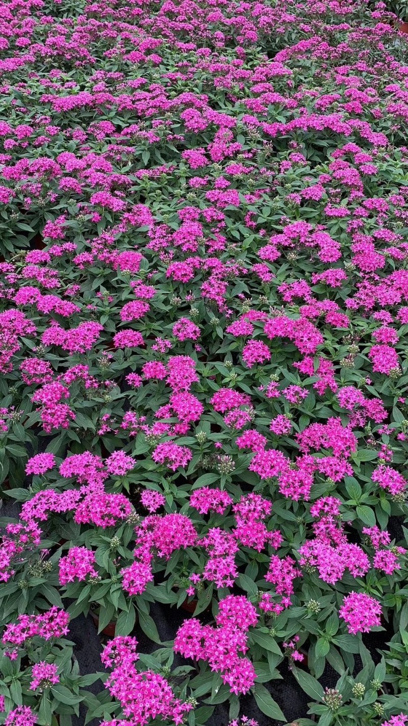五星花，繁星花，盆栽花卉，山东五星花基地，繁星花基地