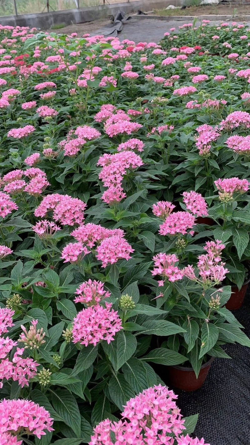 五星花，繁星花，盆栽花卉，山东五星花基地，繁星花基地