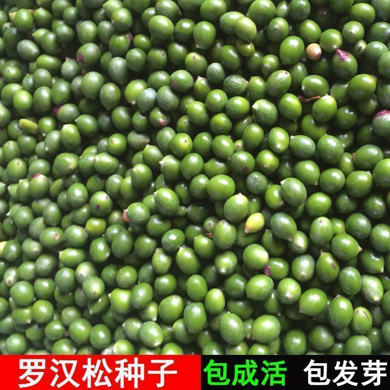 新采罗汉松树种子雀舌罗汉松大叶小叶红芽台湾日本珍珠罗汉松