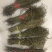 独脚金大货批发，各种规格有货！产地直销。
