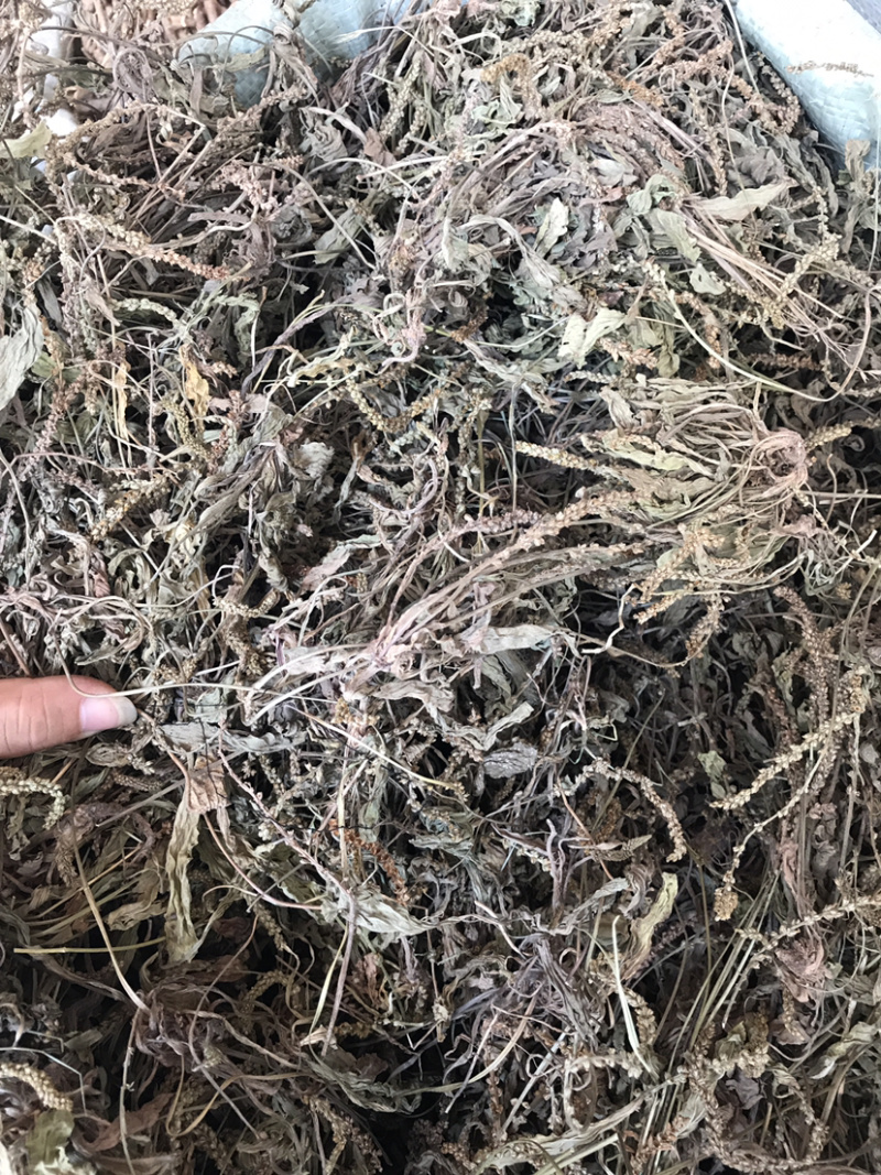 车前草支持线上交易车前草袋装量大从优