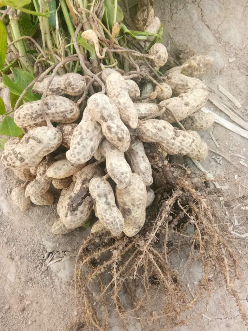 鲜花生万亩（鲁花）质量好