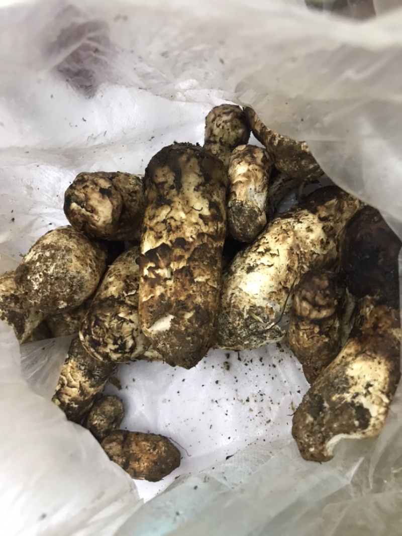 云南哀牢山松茸鲜货当天找第二天发货