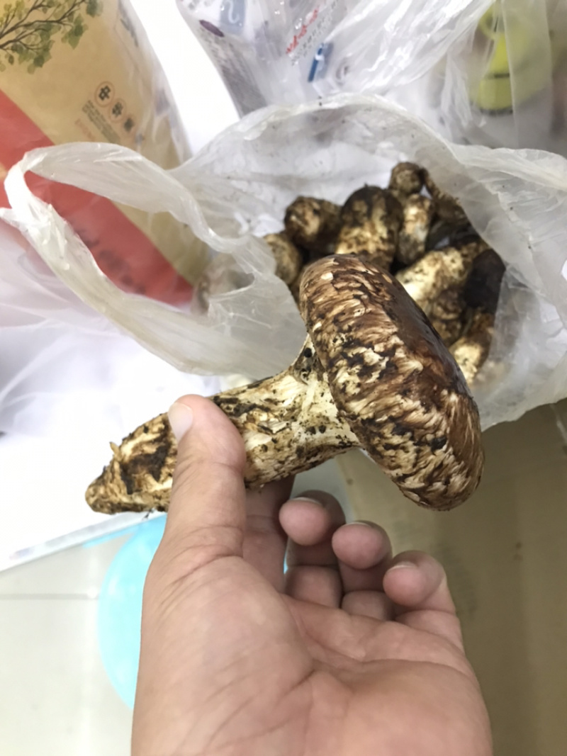 云南哀牢山松茸鲜货当天找第二天发货