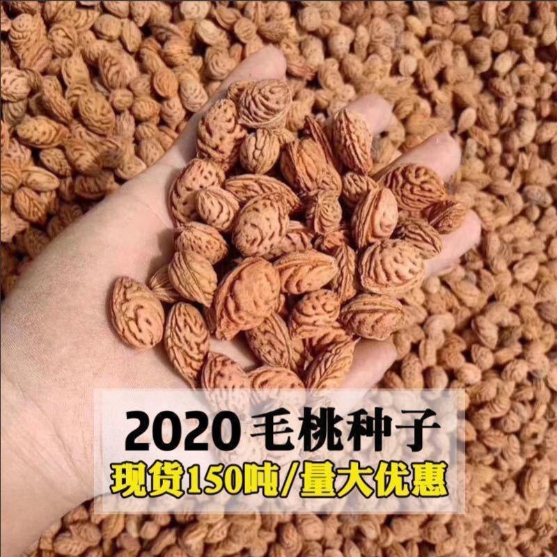 新毛桃种子芽率98%以上山桃种子新采毛桃核野毛桃树种子