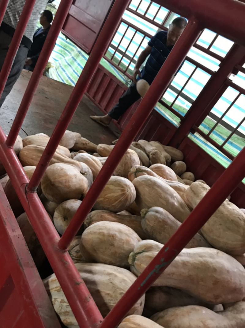 四川老南瓜密本通货，4-30斤全黄上灰，货少