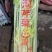 【品质保障】马家沟芹菜大棚芹菜可视频看货欢迎电话联系